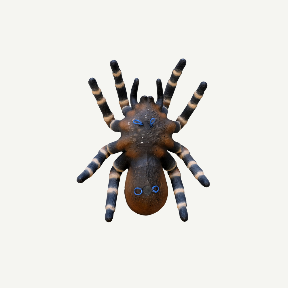 100370 Leitold Vogelspinne